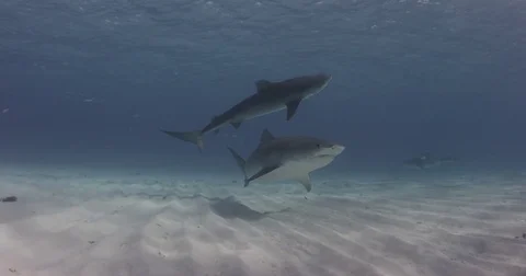 Two Tiger sharks colide with each other Stock Footage 82042758