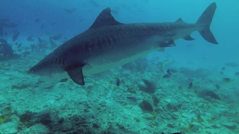 Two Tiger Sharks - Galeocerdo cuvier picks up the remains of tuna Stock Footage 87987715