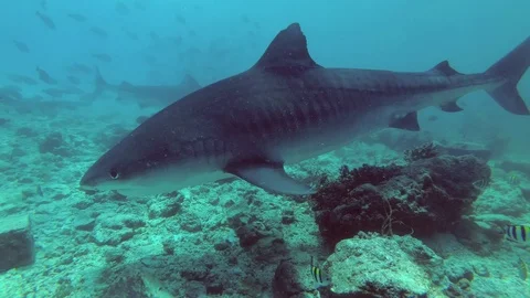 Two Tiger Sharks - Galeocerdo cuvier cruise over bottom in search of food Stock Footage 87990165