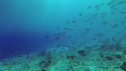 Two Tiger Sharks picks up the remains of tuna and other fish  Vidéo 88866469