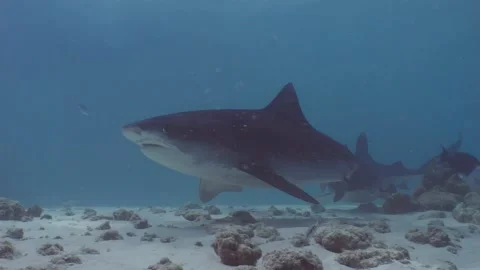 Two Tiger Sharks, under water clip Video stock 234740504
