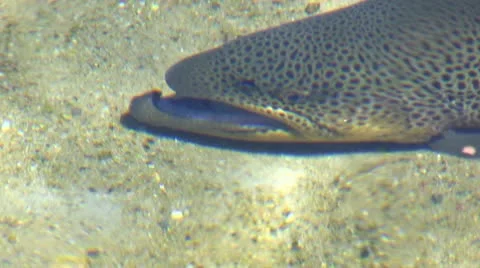 Two tiger trout at hatchery Stock Footage