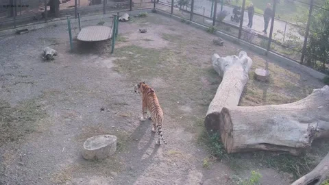 Two tigers adore each other cute Stock Footage 162733010