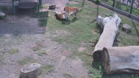 Two tigers are playfully fight with each other Stock Footage 160420045