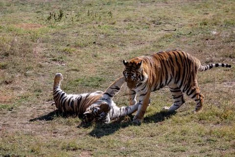 Two tigers are playing with each other. Stock Photos