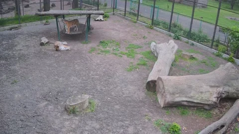 Two tigers are resting in an aviary after a meal Stock Footage 154048193
