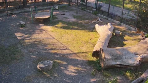 Two tigers are resting Stock Footage 162733018