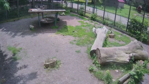 Two tigers are resting on a swing on a hot day Stock Footage 155838494