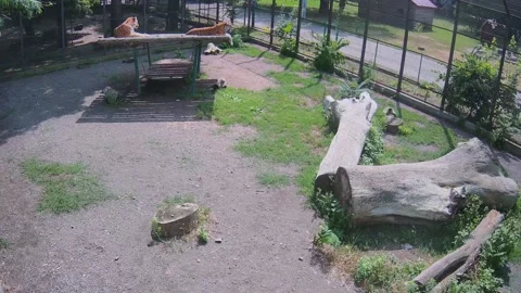 Two tigers are resting on a swing roof Stock Footage 156893260
