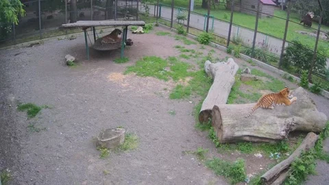 Two tigers are resting on the three one of the on the swing Stock Footage 155287969