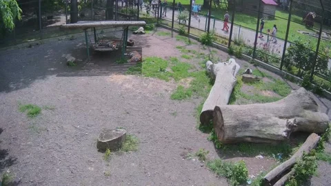 Two tigers are sliping on the shadow Stock Footage 155287972