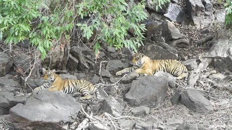 Two tigers clicked at the perfect moment, to be perfectly posed Stock Footage 201878361