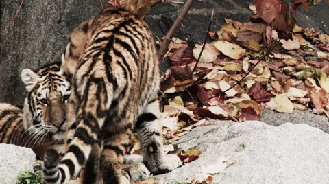 Two tigers cuddle and clean each other Video stock 68663582