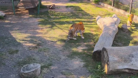 Two tigers eating the grass Stock Footage 160420062