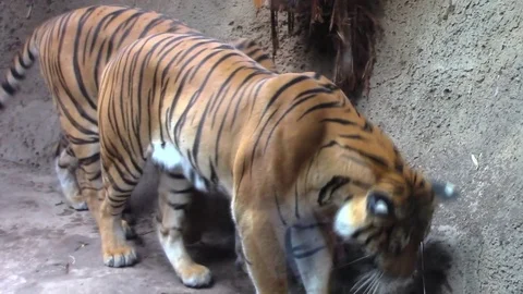 Two Tigers Video stock 78827831
