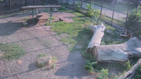 Two tigers hid in the shade of the sun Video stock 157494002
