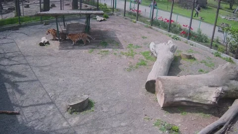 Two tigers huddle from the sun under a swing in a cage 스톡 동영상 153605453