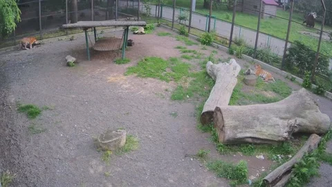 Two tigers hunt each other playfully Stock Footage 155341809