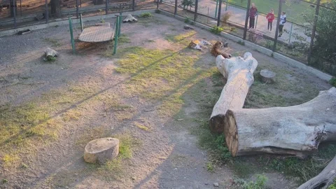 Two tigers just bask in the sun Stock Footage 162733032