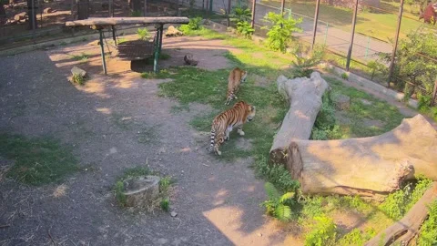 Two tigers just chilling in the cage Stock Footage 157270307