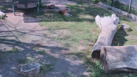 Two tigers just chilling in the cage Stock Footage 160264064