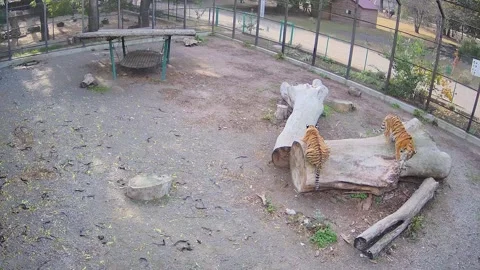 Two tigers just chilling on the tree Video stock 145058632