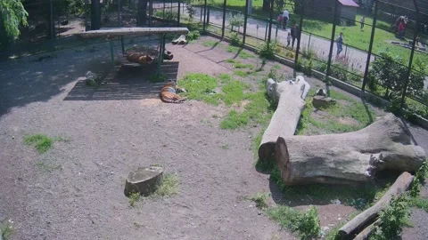 Two tigers just have resting ong the cage once sunny day Stock Footage 155287986