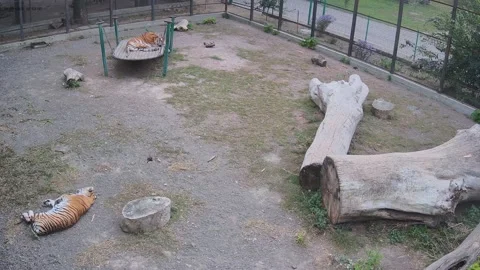 Two tigers just lying in the cage Stock Footage 163356210