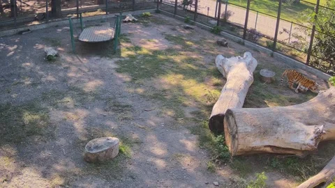 Two tigers just resting together Stock Footage 162733046