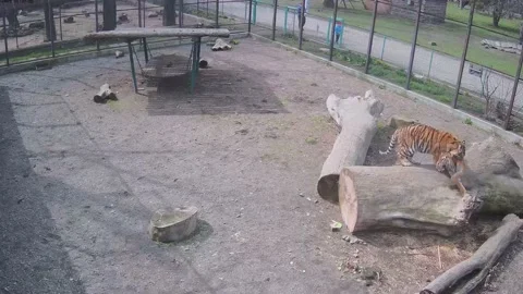 Two tigers keep plaing with each other in the cage Stock Footage 151965370