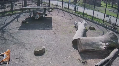 Two tigers laying on the cage and just chialling Stock Footage 152241407