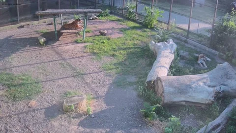 Two tigers laying in the cage on sunset Stock Footage 157432719