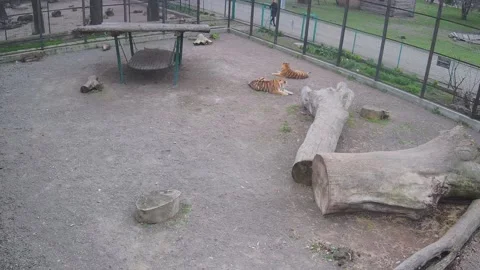 Two tigers lie in a cage and rest 스톡 동영상 152387945