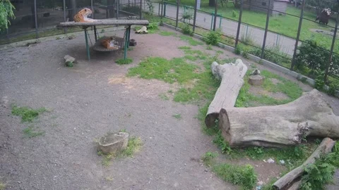Two tigers lie on a swing and watch what is happening around Stock Footage 155491520