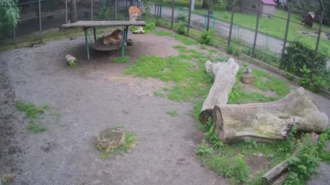 Two tigers lie on the swing, one tiger lies below and the other on the roof Stock Footage 155783300