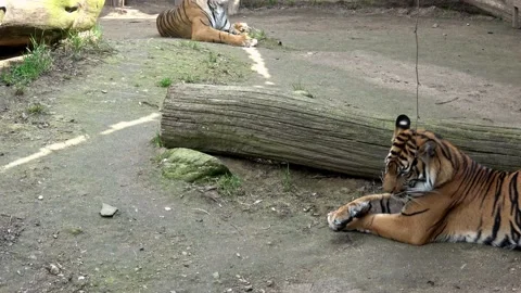 Two tigers lying in the park Stock Footage 154637812