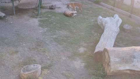 Two tigers mom and son are playing with each other Stock Footage 160483361