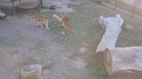 Two tigers mom and son playing with each other on the cage 스톡 동영상 160483367