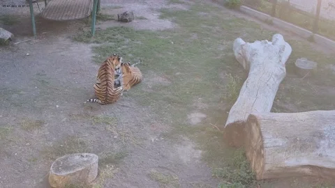 Two tigers mom and son playing with each other Stock Footage 160483419