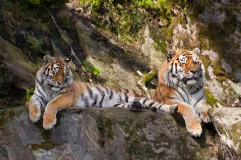 Two tigers Stock Photos