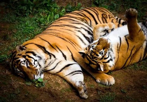 Two tigers Stock Photos