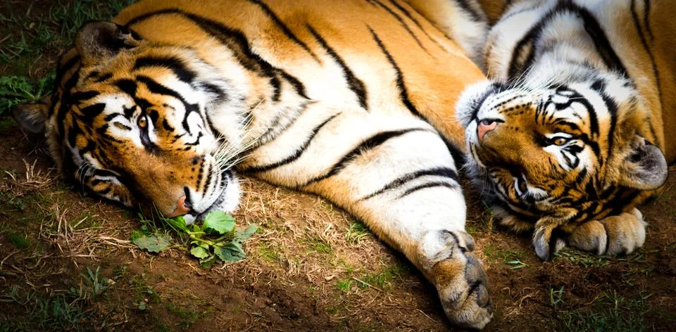Two tigers Stock Photos