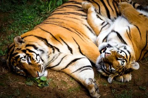 Two tigers Stock Photos
