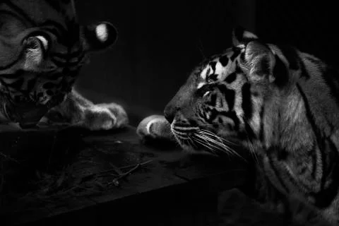 Two Tigers Stock Photos