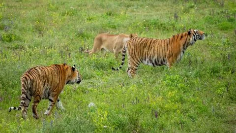 Two tigers Stock Photos