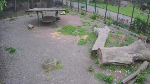 Two tigers play catch-up with each other Stock Footage 155055791