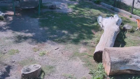 Two tigers play catch-up with each other Stock Footage 160264157