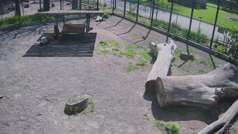 Two tigers play with each other on a swing Stock Footage 154048231