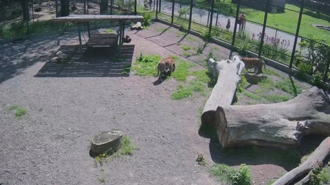 Two tigers play with each other on one hot day Video stock 154799136