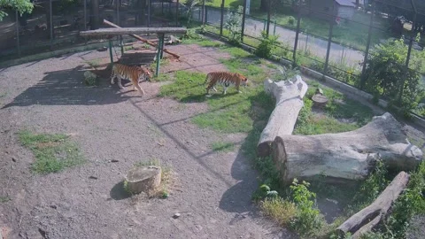 Two tigers play with each other on the lawn one summer day Stock Footage 156596907